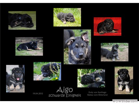 Aigo schwarze Einigkeit