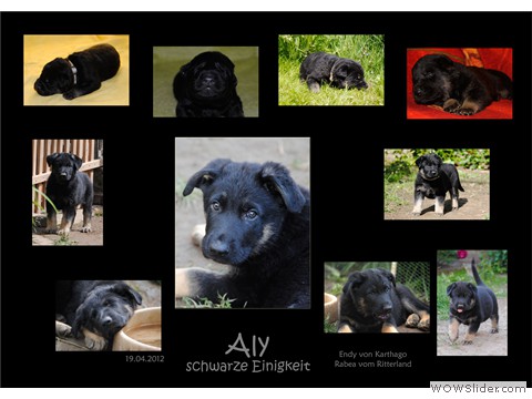 Aly schwarze Einigkeit