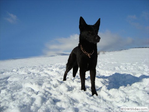 Emi vom Kretzschauer Land
