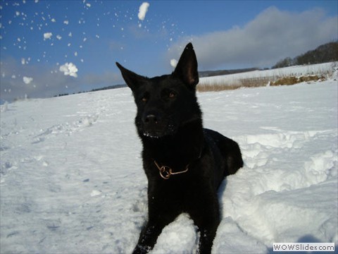 Emi vom Kretzschauer Land