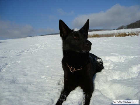 Emi vom Kretzschauer Land