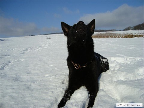 Emi vom Kretzschauer Land