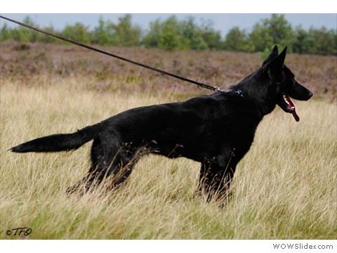 Thelma vom Harzer Vorland