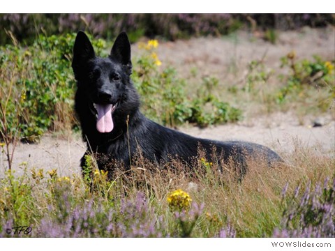 Gingles von Haus Hartwig