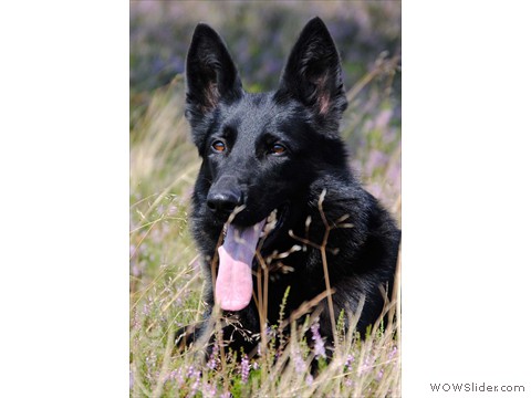 Qira vom Hessischen-Bergland