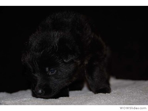 Orange | Hündin 24.01.13