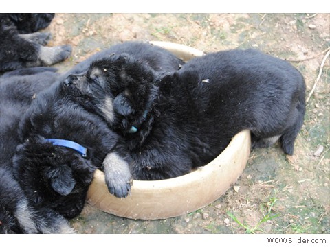 Blau u. Hellblau | Rüden