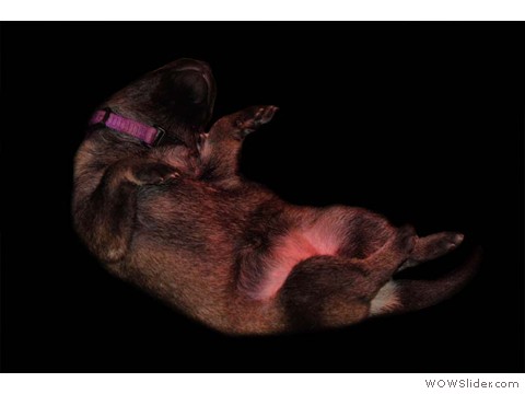 Lila | Hündin 28.01.2013