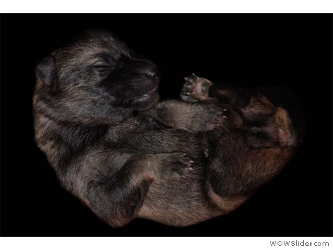 Gelb | Hündin 28.01.2013