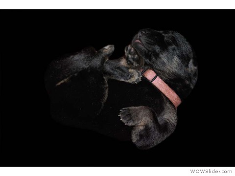 Rosa | Hündin 28.01.2013