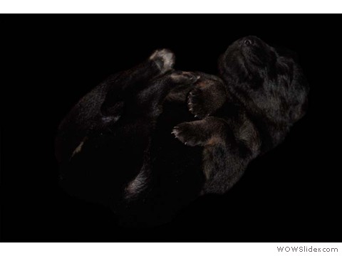 Silber | Rüde 28.01.2013