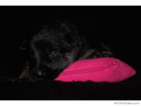 Rosa | Hündin 03.02.2013