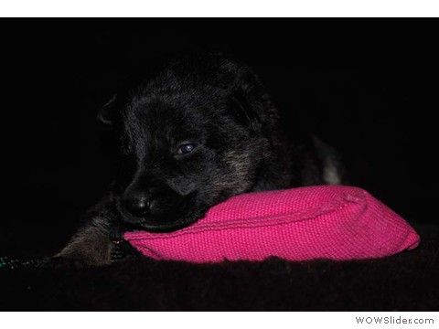 Rosa | Hündin 03.02.2013