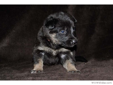 Rosa | Hündin 10.02.2013