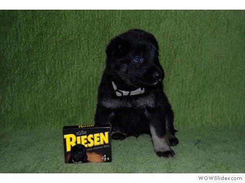 Silber | Rüde 18.02.2013