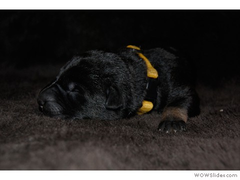 Hündin gelb | 1 Tag 