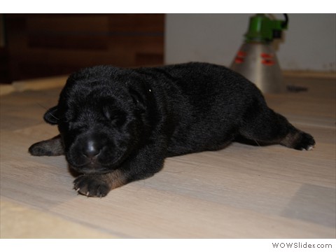 Hündin gelb | 10 Tage