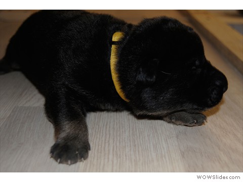 Hündin gelb | 10 Tage