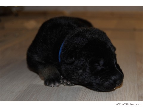 Rüde blau | 10 Tage