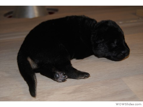 Rüde blau | 10 Tage