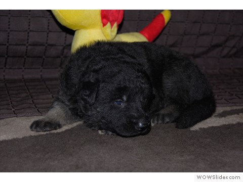 Hündin rosa | 16 Tage