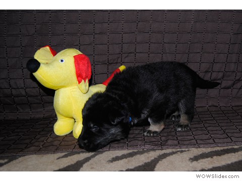 Rüde blau | 16 Tage