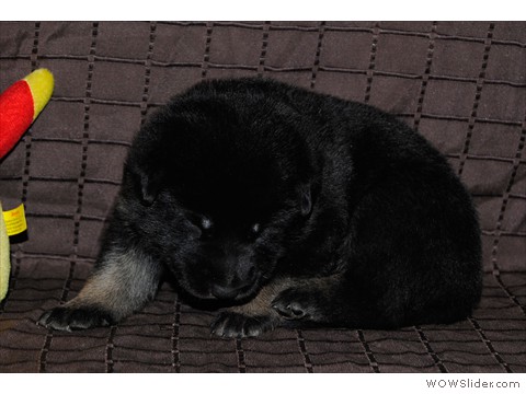 Hündin aprikot | 16 Tage