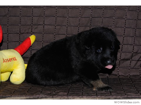 Hündin aprikot | 16 Tage