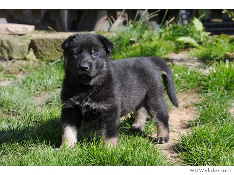 Hündin aprikot | 4 Wochen