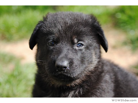 Hündin gelb | 4 Wochen