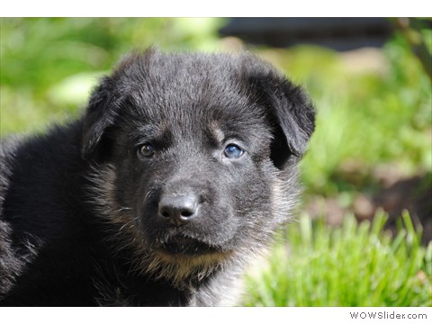 Rüde blau | 4 Wochen