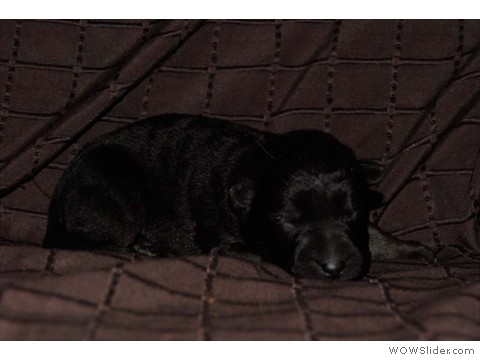 Aprikot | Hündin 26.02.2013