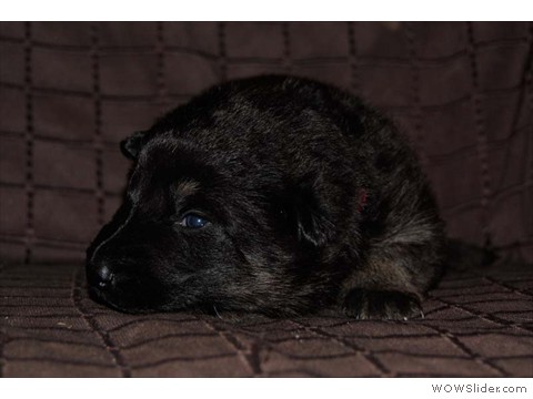 Rot | Hündin 09.03.2013