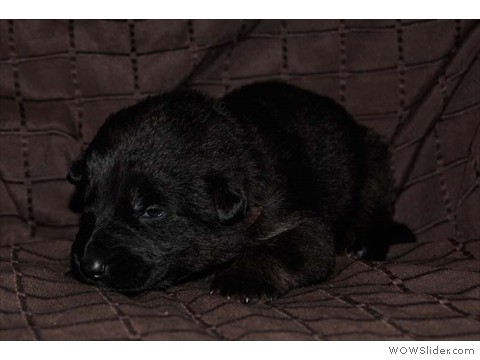 Braun | Rüde 09.03.2013