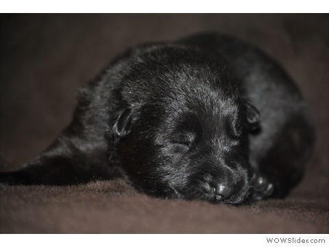 Rüde grün | 10 Tage