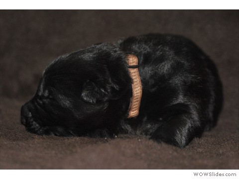 Rüde braun | 10 Tage