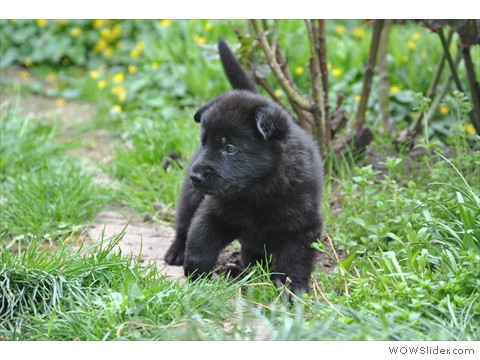 Hündin rot | 31 Tage