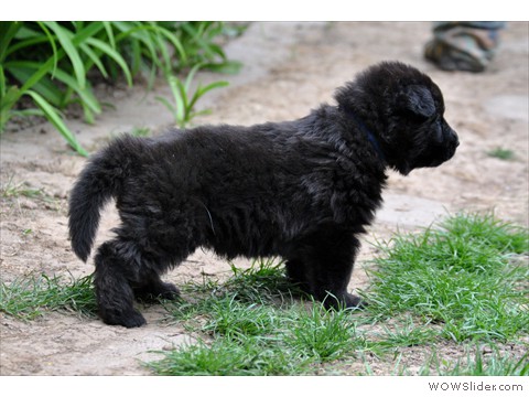 Rüde blau | 31 Tage