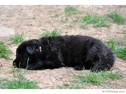 Hündin rosa | 31 Tage