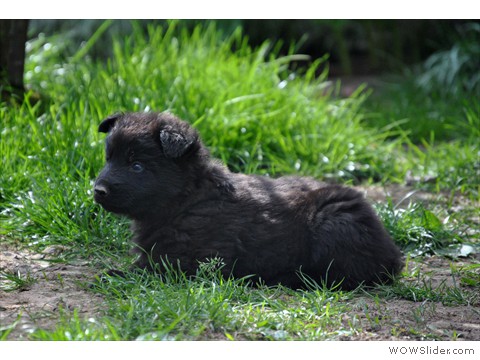 Rüde blau | 35 Tage