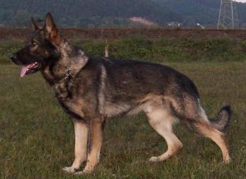 Quattro von der R&ouml;derburg